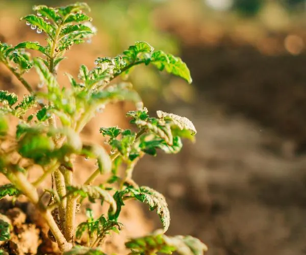 Riserva Urla Bed & Breakfast Urla