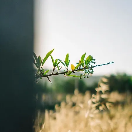 Riserva Urla 乌尔拉