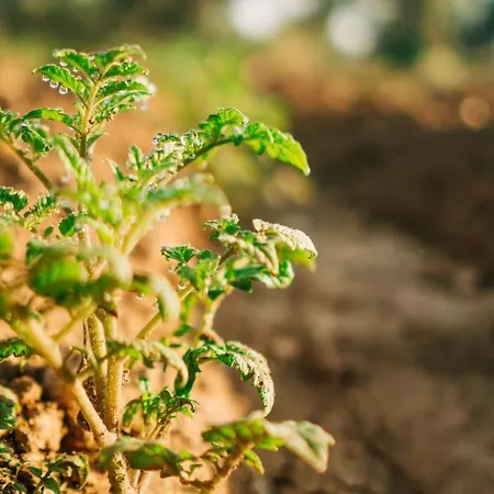 Riserva Urla Bed & Breakfast Urla